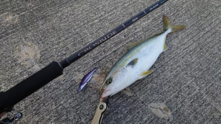 混雑ポイントでハマチ