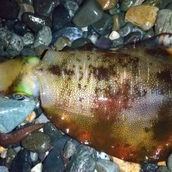 サーフエギング