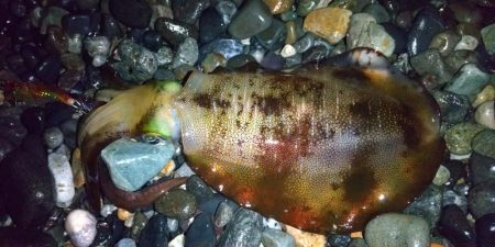 サーフエギング