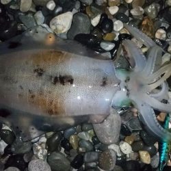 アオリイカエギング終盤