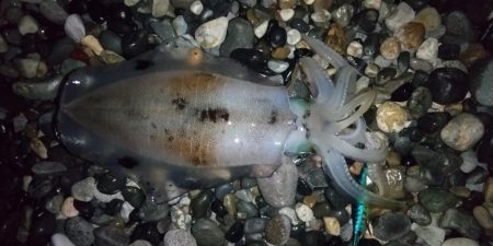 アオリイカエギング終盤