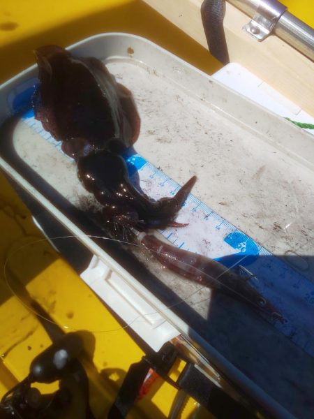 数釣り時期終わってた(> < )💦