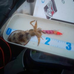 イカ渋すぎやで!