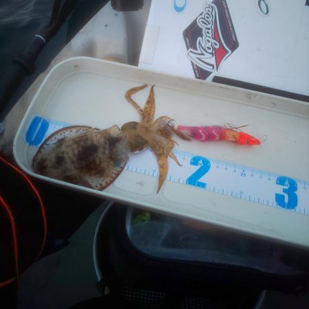 イカ渋すぎやで!