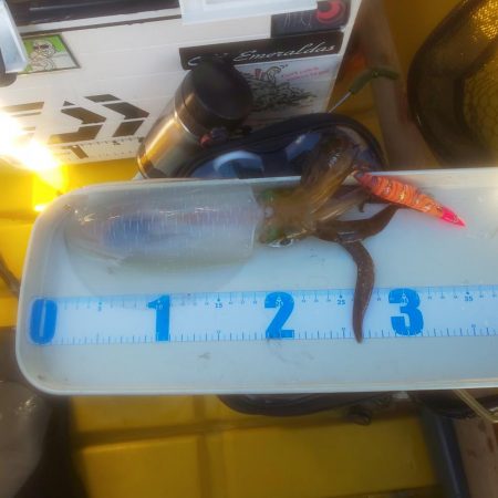 ペンペン＆サバフグ大暴れ