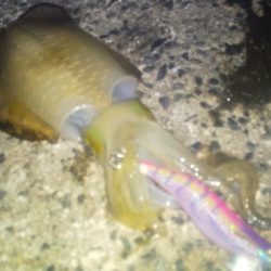 大潮だったのに