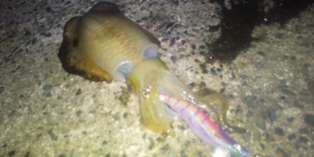 大潮だったのに