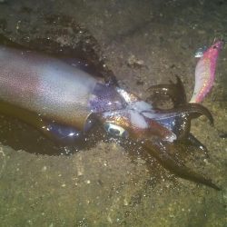 エギングとヤエン