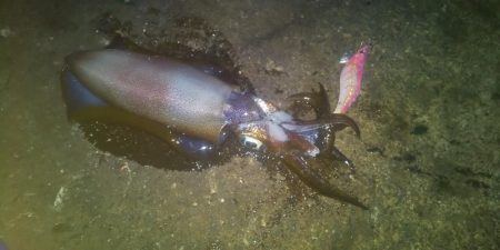 エギングとヤエン