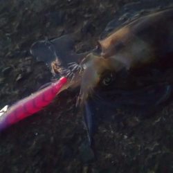 エギングとヤエン2