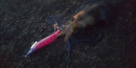 エギングとヤエン2