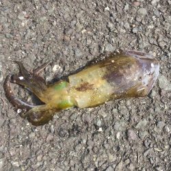 ヤエンでデカアオリイカ