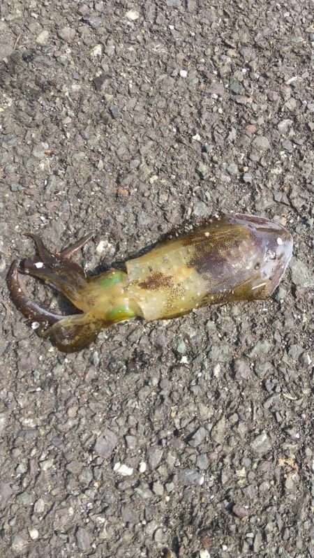 ヤエンでデカアオリイカ