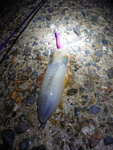 まだまだアオリイカ