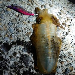 ここからがアオリ本番