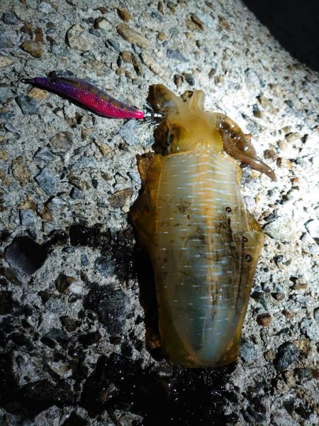 ここからがアオリ本番