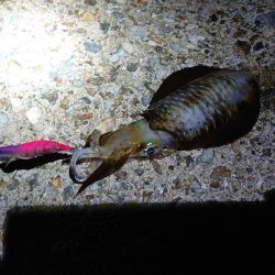 良いサイズ出始めました!