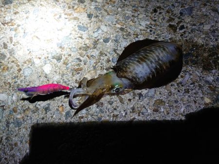 良いサイズ出始めました!