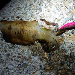 秋アオリイカ終盤戦