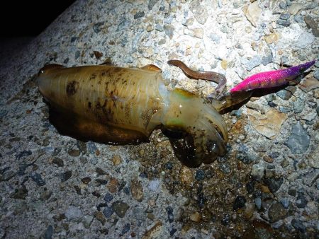 秋アオリイカ終盤戦