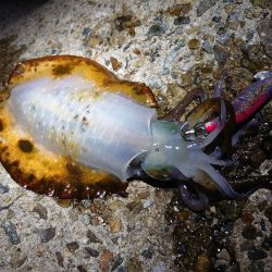 そろそろ終わりか