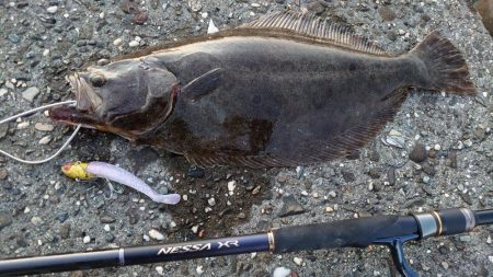 フラットフィッシュ