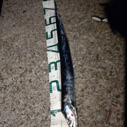 太刀魚夕まずめ狙い！