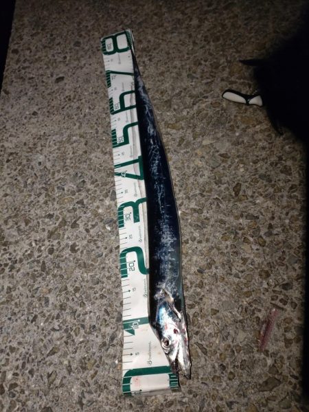 太刀魚夕まずめ狙い！