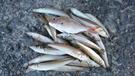 播磨新島のキス連日調査