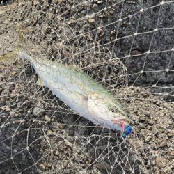 渋いながらも…