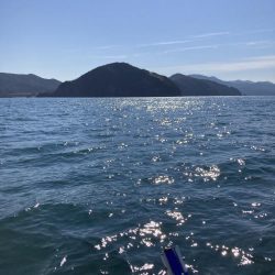 蒲田生沖でアオリイカ