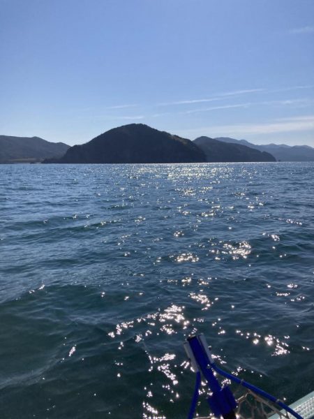 蒲田生沖でアオリイカ