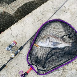 なんか釣りたい