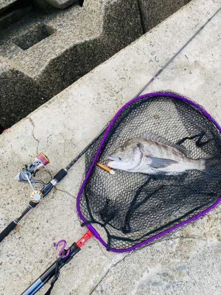 なんか釣りたい