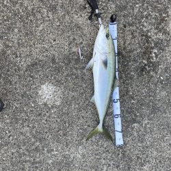 もう少しでブリ