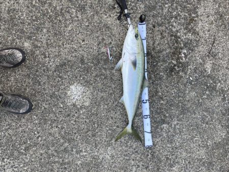 もう少しでブリ