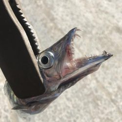 朝の太刀魚釣り