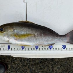 カゴ釣りでイサギ