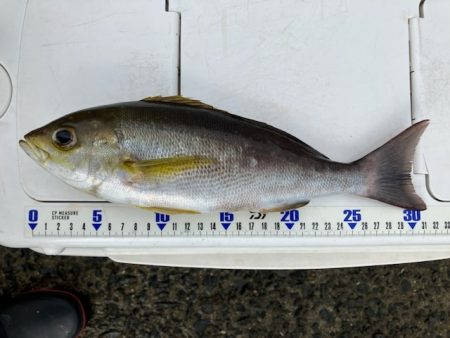 カゴ釣りでイサギ