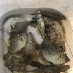 カワハギ釣りにチャレンジ