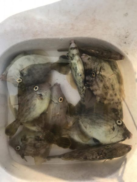 カワハギ釣りにチャレンジ