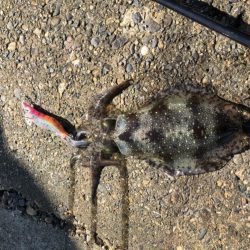 朝マヅメエギング