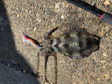 朝マヅメエギング