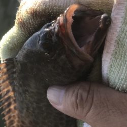 オオモンばっかり