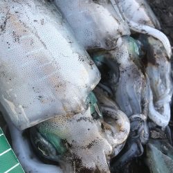 2022 佐渡ヶ島エギング 20回目【9月30日】