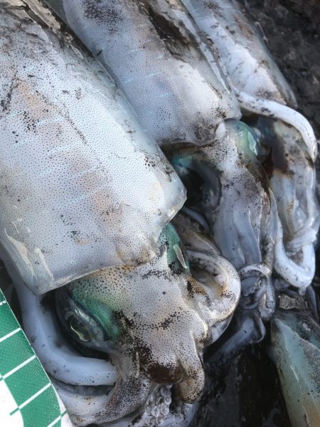 2022 佐渡ヶ島エギング 20回目【9月…