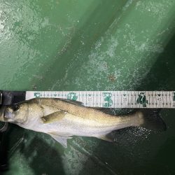 明暗でルアー釣り