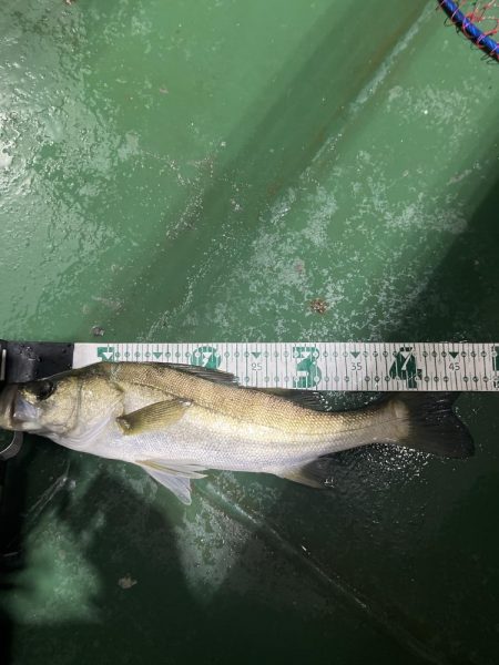 明暗でルアー釣り