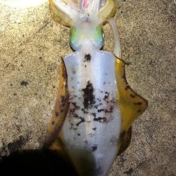 2022 佐渡ヶ島エギング 35回目【10月25日】