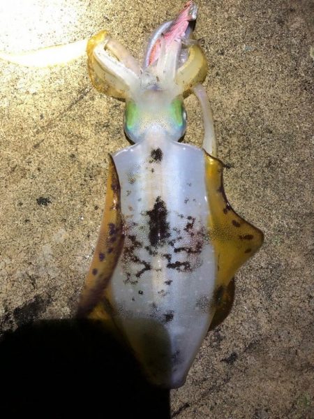 2022 佐渡ヶ島エギング 35回目【10月25日】